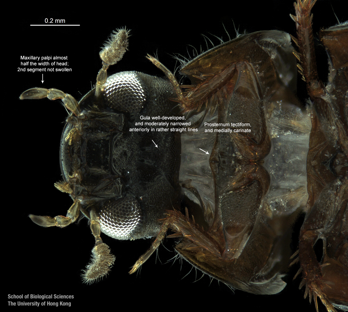 Head in ventral view